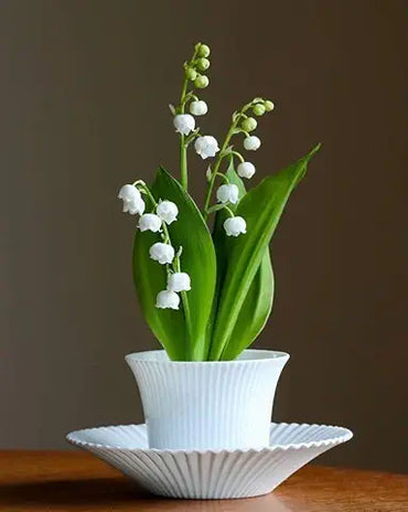 Lily of the Valley Green Easy Grow Plant Seeds