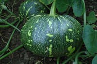 Pumpkin Hybrid Bheema Vegetable Seeds