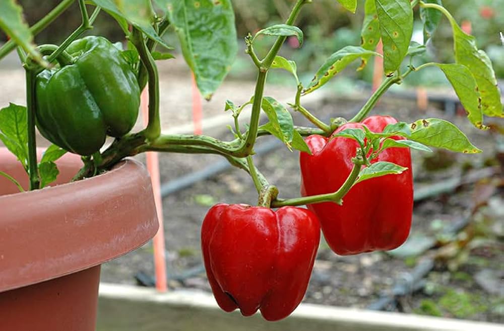 Procraft – Organic Bell Pepper Seed