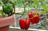 Procraft – Organic Bell Pepper Seed