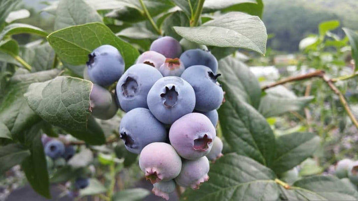 Rollinia Deliciosa Seeds for Soft and Sweet Exotic Fruits 100 pcs