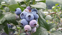 Rollinia Deliciosa Seeds for Soft and Sweet Exotic Fruits 100 pcs