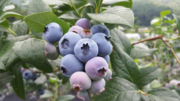 Rollinia Deliciosa Seeds for Soft and Sweet Exotic Fruits 100 pcs