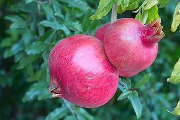 Pink Pomegranate Fruit Seeds - Pink Variety for a Sweet and Sour Taste, Super Juicy, & Vibrant Color