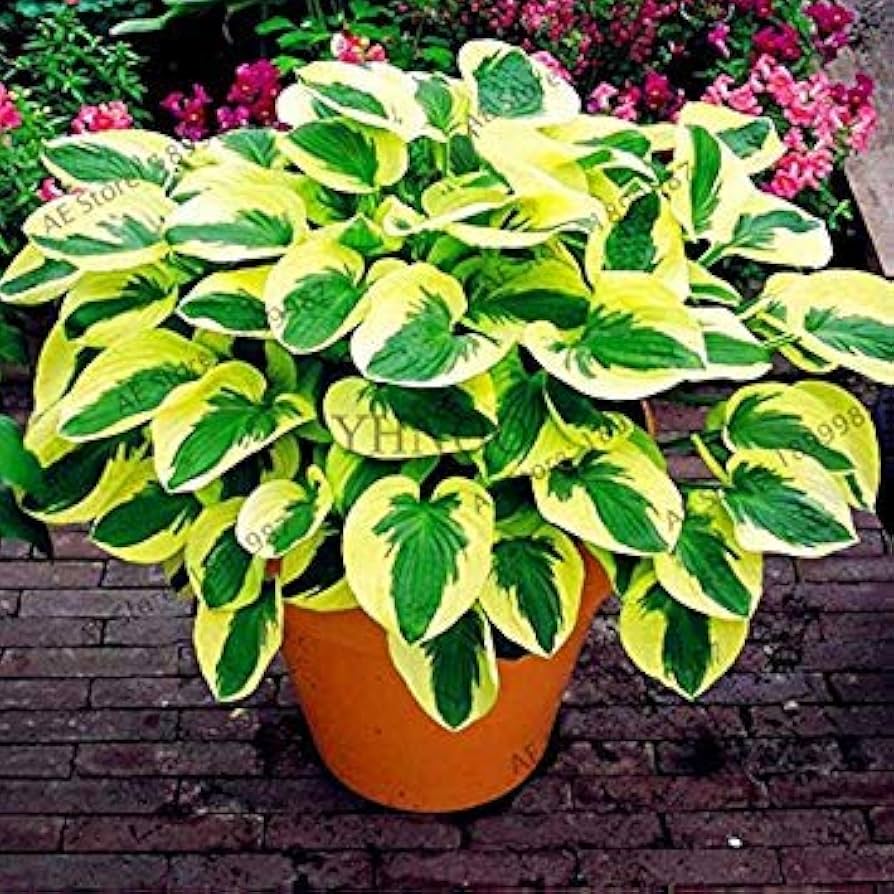 Hosta Perennial Lily Ground Cover Flower - for planting in home garden