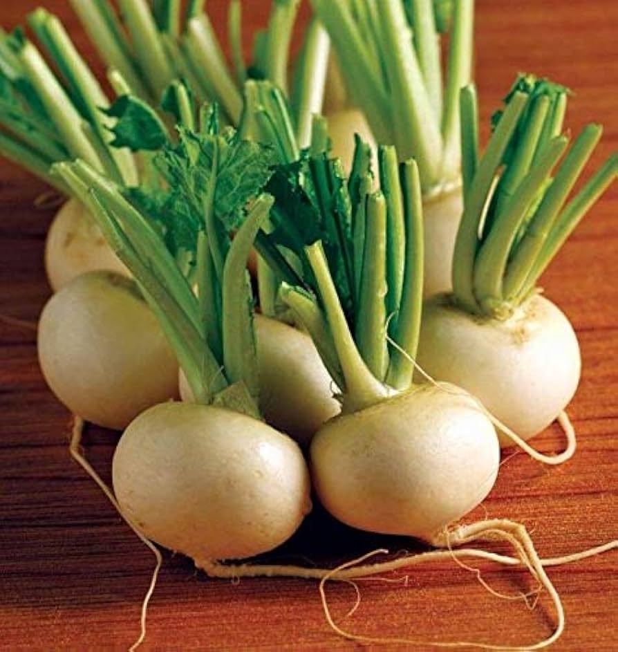 Hakurei – Turnip Seed