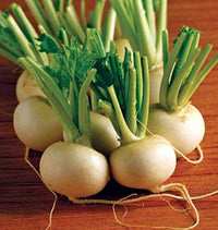 Hakurei – Turnip Seed