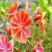 Heirloom Non-GMO Pink Lewisia Flower Seeds for Rock Gardens and Charming Bloom Displays
