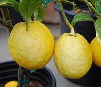 Esrog Fruit Seeds for a Unique and Aromatic Citron Tree 100 pcs
