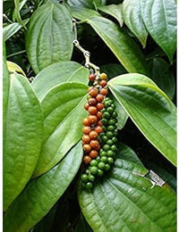 Piper Nigrum Fruit Seeds - Grow Peppercorns for Freshly Ground Spices 100 pcs