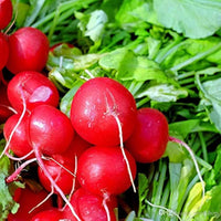Radish Imported Scarlet Red Globe Vegetable Seeds