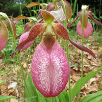 Pink Lady's Slipper Orchid Rare Wildflower Seeds