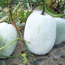 Ash Gourd Vegetable Seeds for Planting, 100 pcs