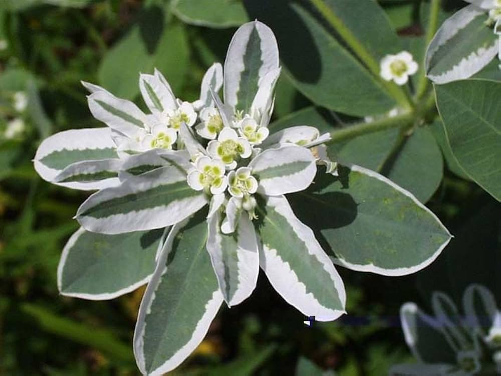 Euphorbia Ferox Seeds – Spiny Drought-Tolerant Succulent with Sharp Thorns, Ideal for Dry Landscapes and Container Gardening.