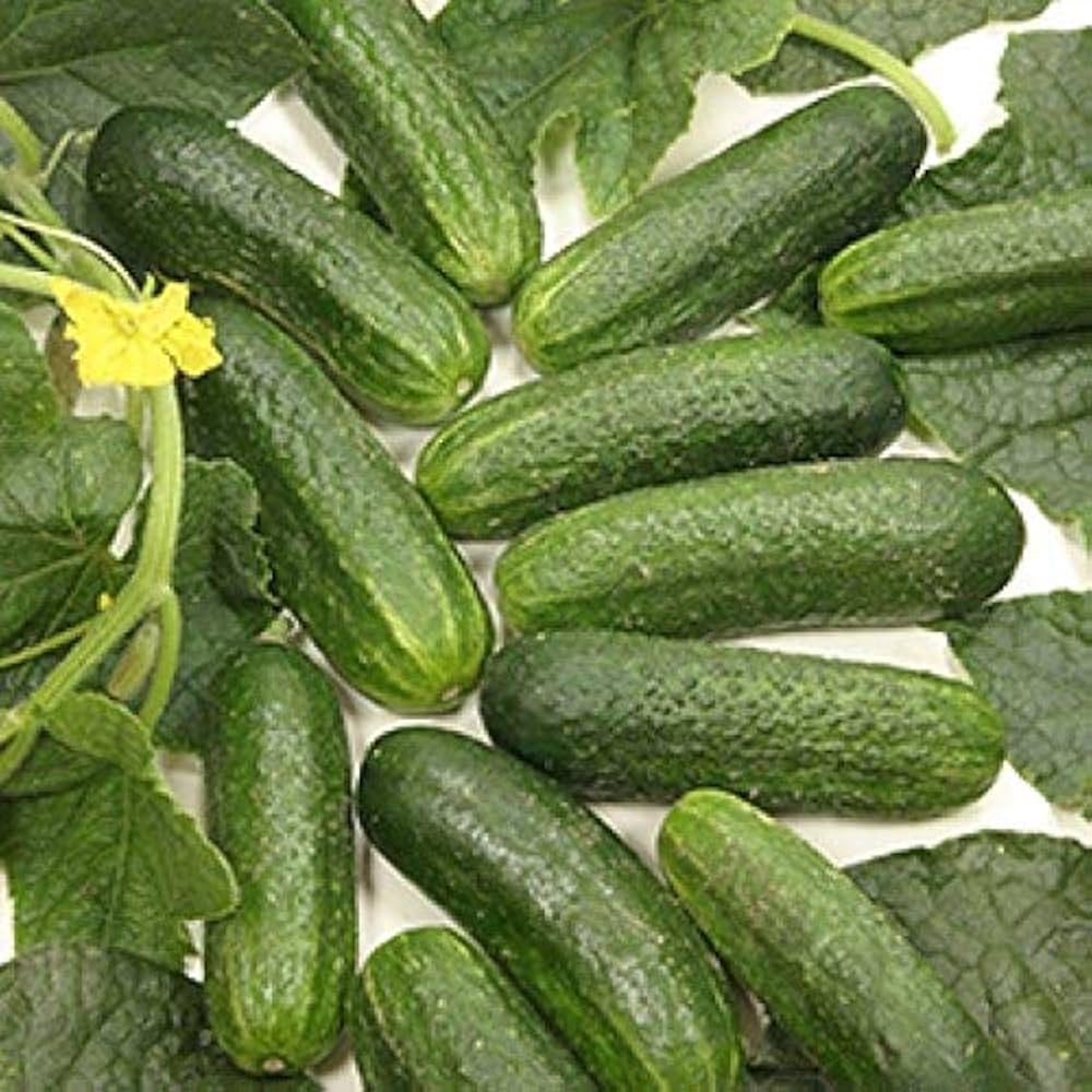 Miniature White cucumber seeds heirloom variety for crisp compact harvest
