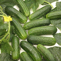 Miniature White cucumber seeds heirloom variety for crisp compact harvest