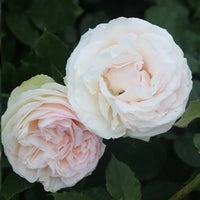 Rose Mixed Rose Flower Seeds