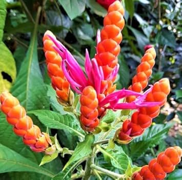 Blue (Blue scientific name) for planting in garden