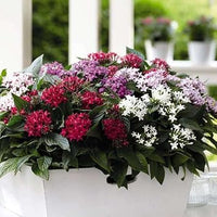 Pentas Flower Seeds – Heirloom Non-GMO Star-Shaped Blooms for Butterfly-Friendly Garden Planting