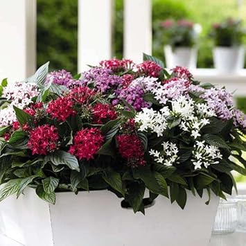 Pentas Flower Seeds for planting in home garden