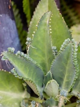 Green Kalanchoe plant seeds for indoor garden planting