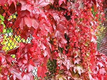 Parthenocissus Plant Seeds – Heirloom, Non-GMO, Fast-Growing Climber for Garden and Wall Planting