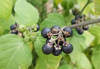 Nigrum Berry or BLACK CURRANT Fruit Seeds for Planting - Growing Dark, Nutritious Berries, Heirloom & Non-GMO Seeds