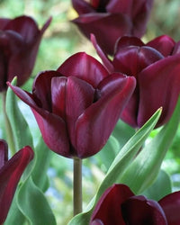 Heirloom Non-GMO Jackpot Tulip Bulbs for Planting – Vibrant Spring-Blooming Garden Flowers