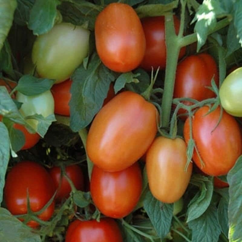 Plum Regal – Organic Tomato Seed