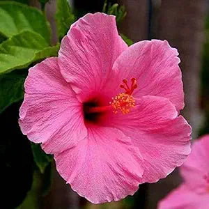 Heirloom Non-GMO Hibiscus Bonsai Flower Seeds for Planting – Miniature Tropical Garden Blooms