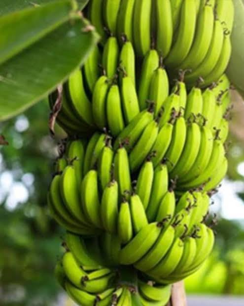 Dark Green Banana Musa seeds for planting in home garden