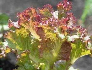 Brown lettuce Lactuca sativa seeds for planting in home garden