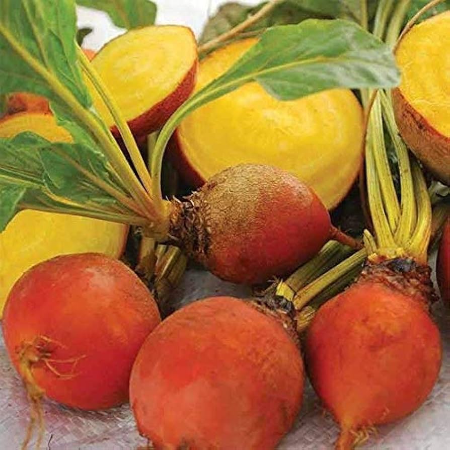 Golden Detroit Beet Beta Vulgaris Vegetable Seeds for Planting in Kitchen Garden and Raised Beds