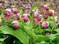 Cypripedium Paphiopedilum Perennial Orchid Flower Seeds