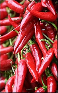 Red Chili Seeds for Planting, heirloom & Non-GMO Seeds
