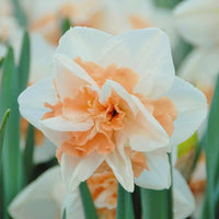 Daffodil Narcissus Double Petal Flower - for planting in home garden