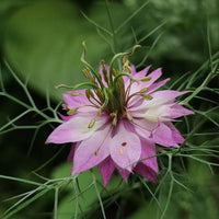 Heirloom Non-GMO Nigella Damascena Flower Seeds for Planting – Love-in-a-Mist Cottage Garden Blooms