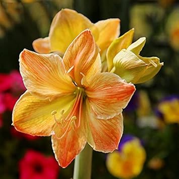 Light Grey Hippeastrum Flower Seeds – Heirloom Non-GMO Amaryllis Seeds for Gardens