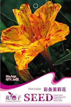Yellow Red Four O'Clock Seeds for Planting – Organic, Heirloom, Non-GMO Flower Seeds