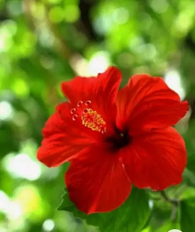 Giant Red Hibiscus Flower - for planting in home garden