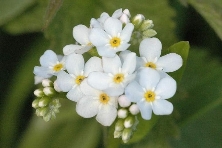 Heirloom Myosotis Alpestris Flower Seeds for Planting, Non-GMO