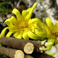Salsify White Salsify Plant Seeds