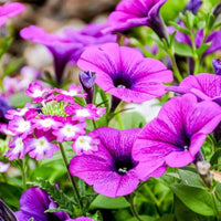 Petunia (flower Petunia hybrida) for planting in garden