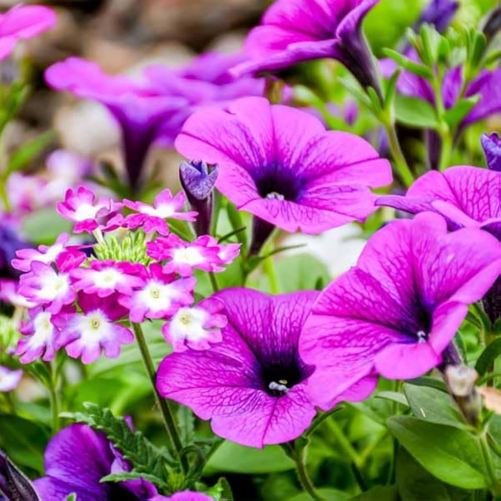 Petunia (flower Petunia hybrida) for planting in garden
