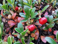 Bearberry Seeds Arctostaphylos Uva-Ursi Gayuba Fruit Seeds for Planting - Delicious Strawberry-like Fruit for Your Garden