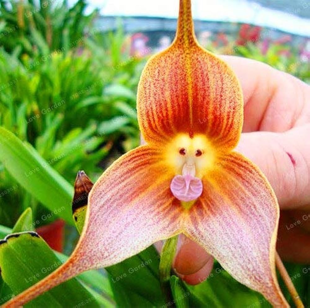 Monkey Face Orchid Orchis Simia Exotic Flower - for planting in home garden
