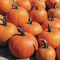 Burlone F1 Pumpkin seeds – hybrid variety for carving and baking