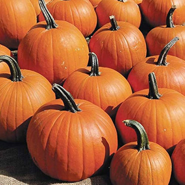 Burlone F1 Pumpkin seeds – hybrid variety for carving and baking