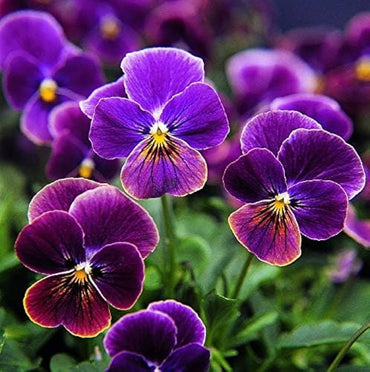 Viola Sorbet Black Delight flower seeds for dramatic annual color beds