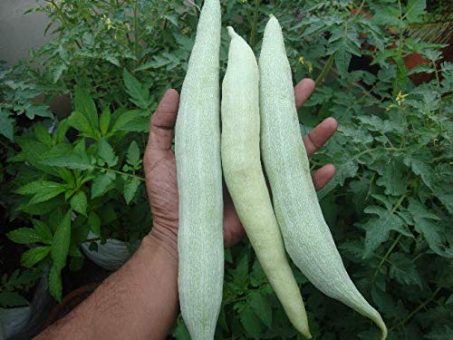 Snake Gourd Chachinda Vegetable Seeds